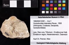 Foto (Objket + Etiketten) von Goniodromites bidentatus (Reuss, 1858) 